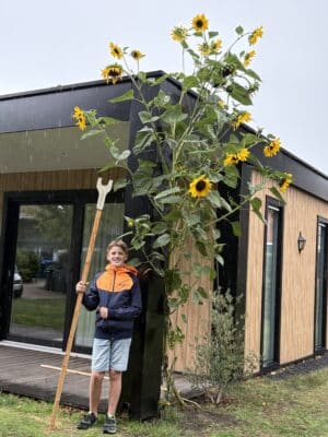 Hoogste zonnebloem Goeree-Overflakkee 2025