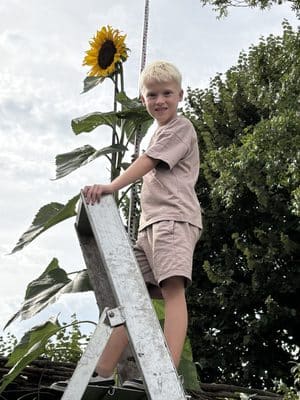 Hoogste zonnebloem Goeree-Overflakkee 2026